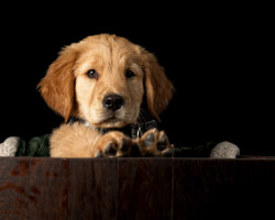 image of a dog from a studio session